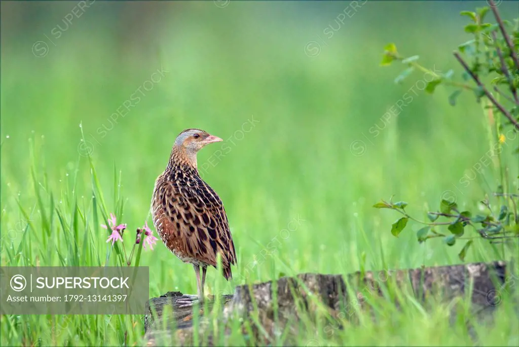 France, Maine et Loire, Basses Vallees Angevines, Corncrake (Crex crex)