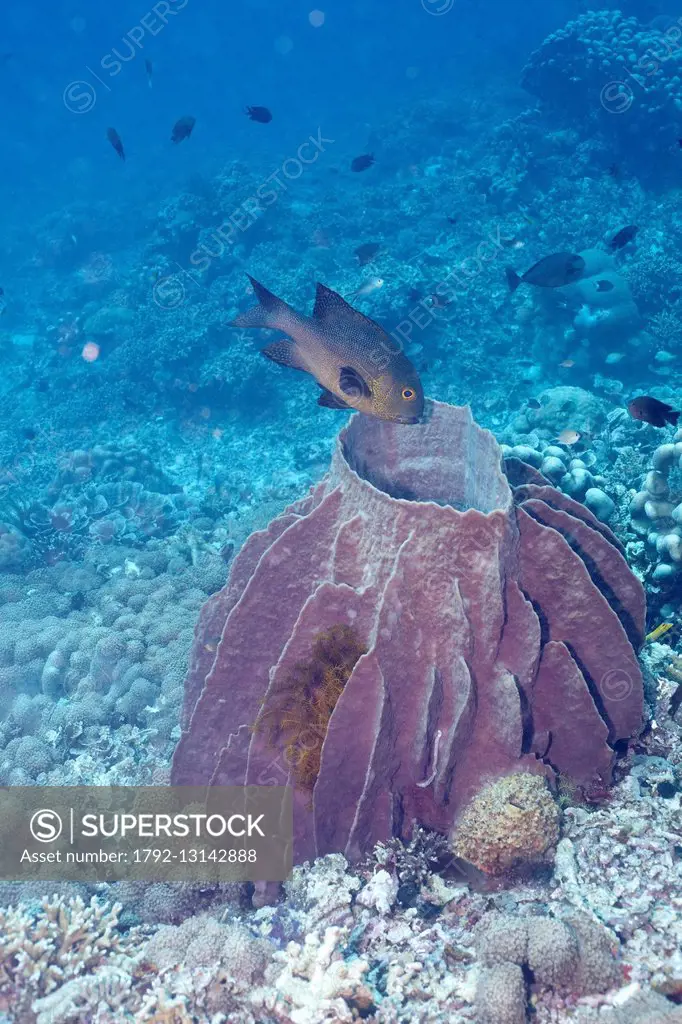 Indonesia, Sulawesi, Bunaken, fish and sponge (Porifera) in the Bunaken sea