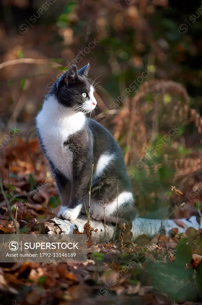 France, Isere, domestic cat (Felis silvestris catus), grey and white, female, adult