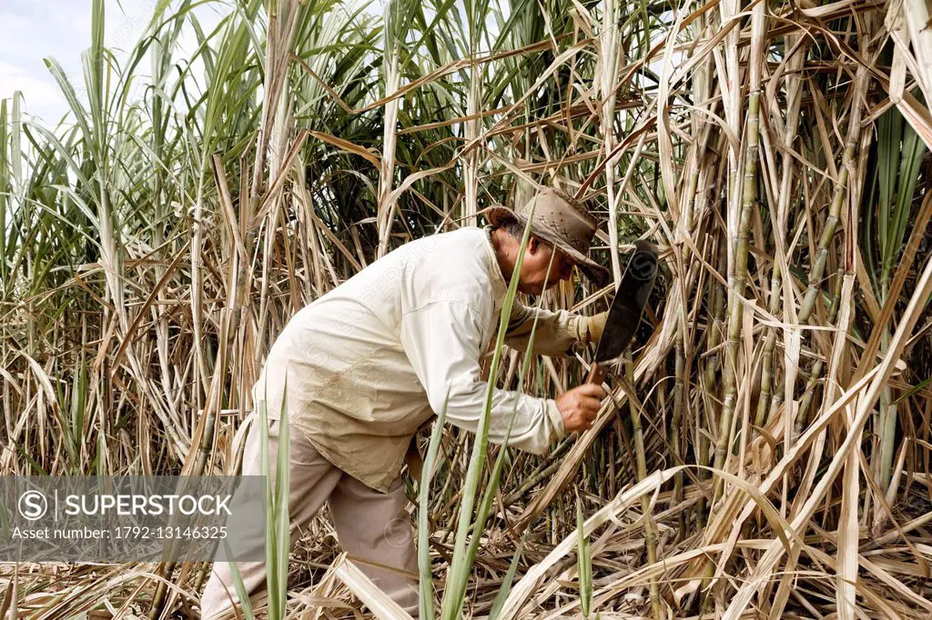 France, Ile de la Reunion (French overseas department), Saint Philippe, cutter creole sugar cane in a field