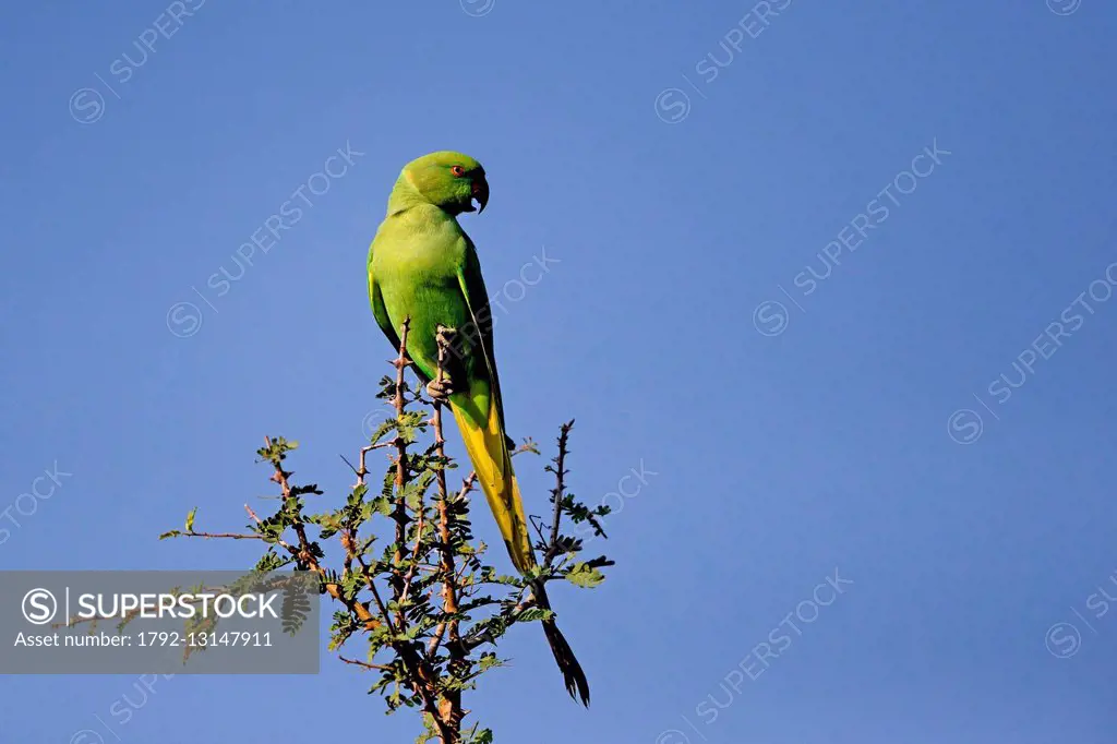 India, Rajasthan state, Bera area, Alexandrine Parakeet or