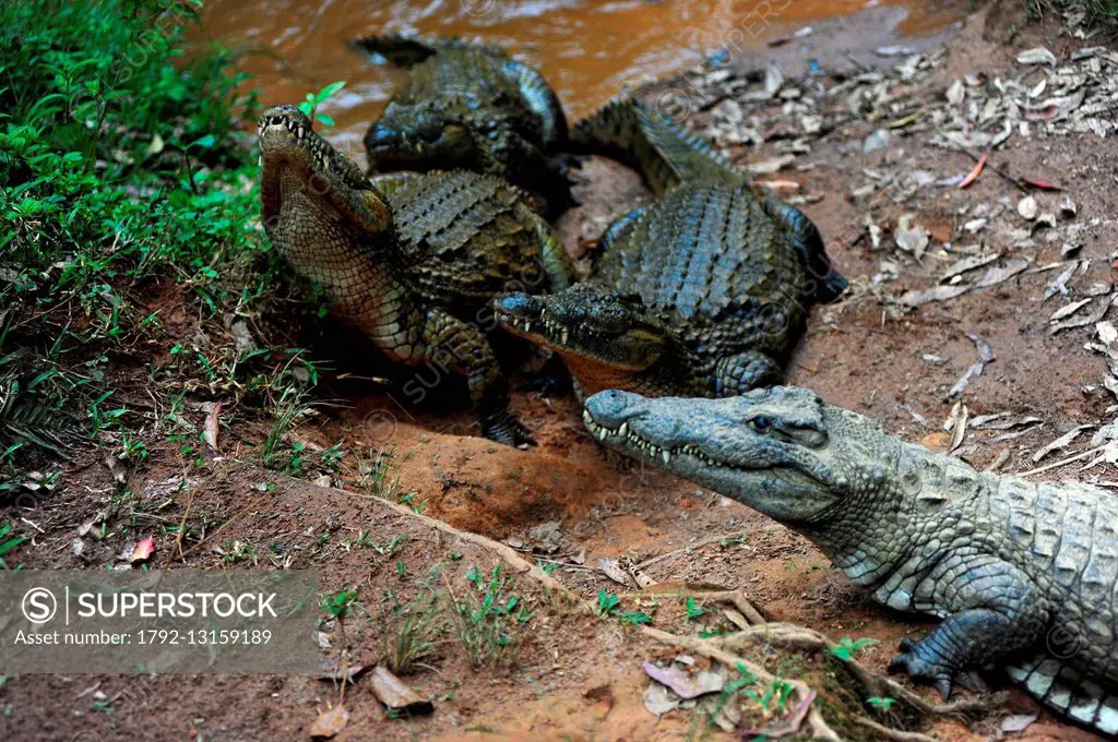 Madagascar, Andasibe Mantadia National Park, Vakona Forest Lodge, Crocodile Farm, crocodile looking for food