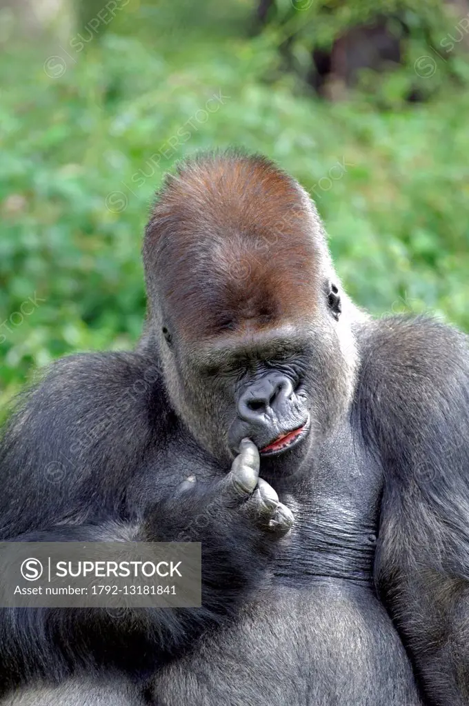 Gorilla (Gorilla gorilla)