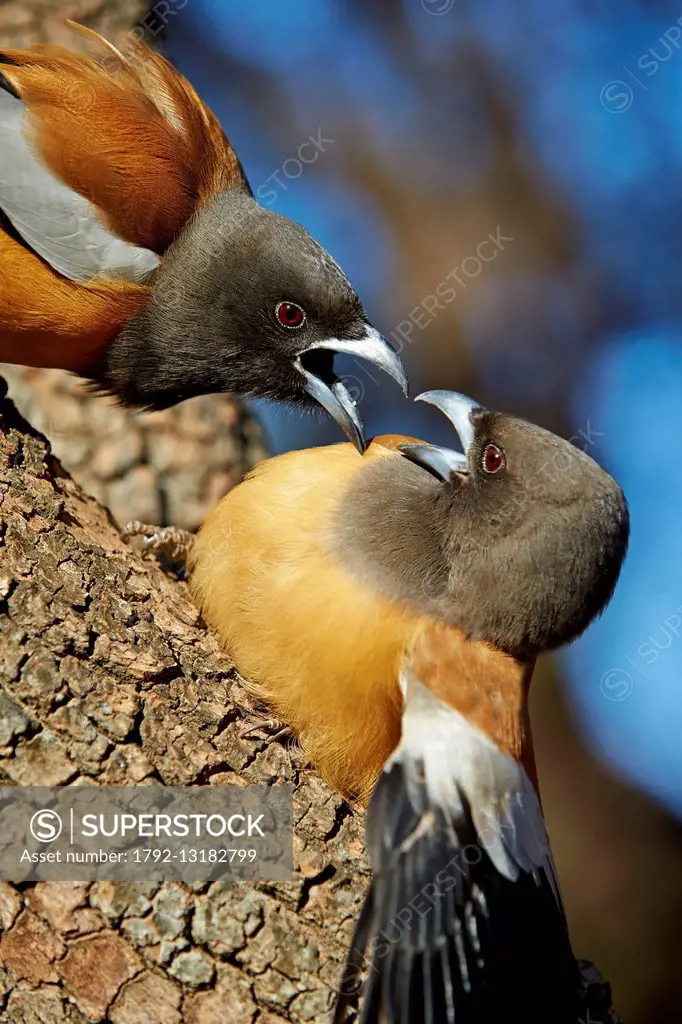 India, Rajasthan state, Ranthambore National Park, Rufous Treepie (Dendrocitta vagabunda), fight between twoo birds