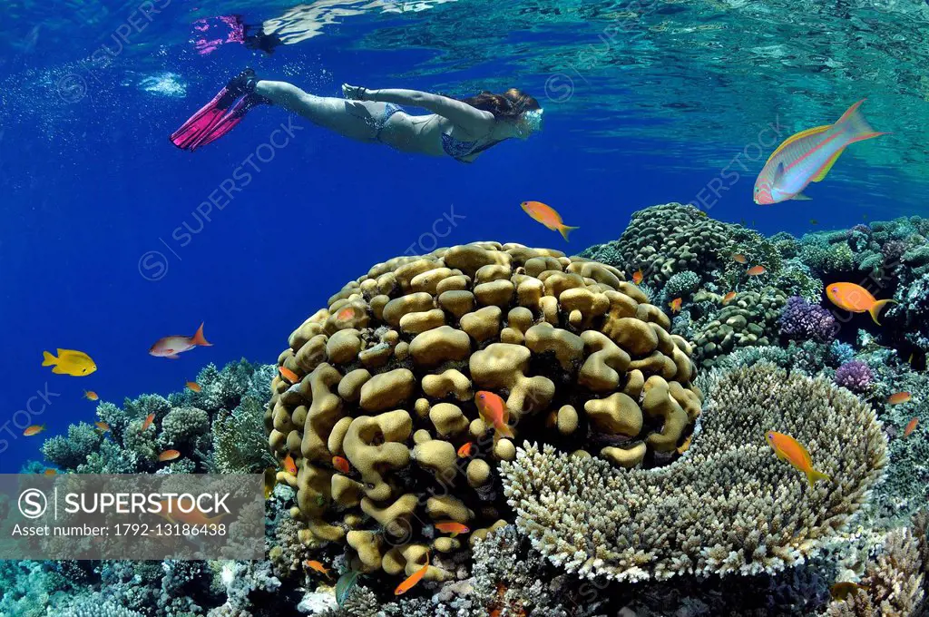 Egypt, Red Sea, coral reef