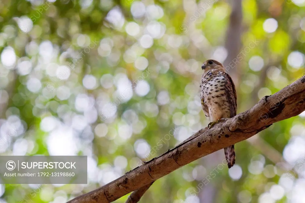 Mauritius, South West Coast, Black River District, the kestrel falcon Maurice (Falco punctatus) is an endemic species of the island