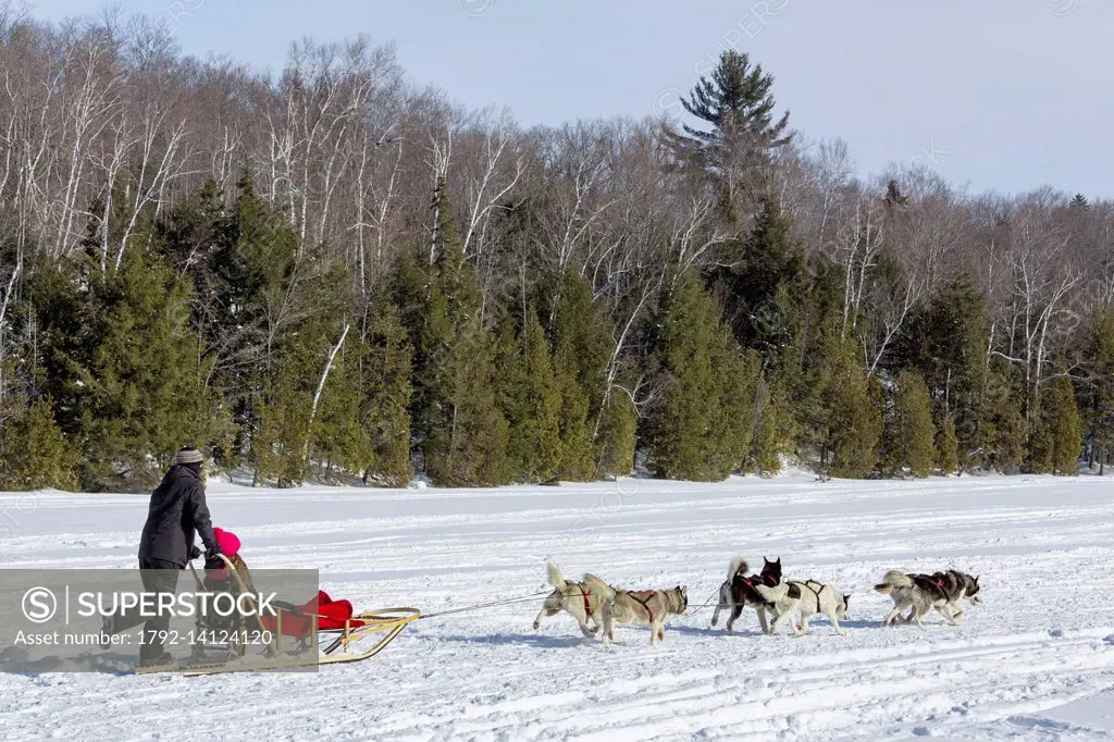 Canada, Quebec province, the Laurentians, Saint Hippolyte, the Auberge du Lac Morency, dog sledding, crossing the frozen lake Morency