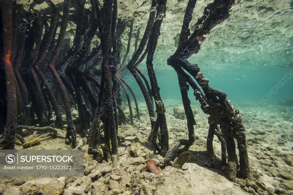 Philippines, Palawan, Taytay Bay, Isla Blanca, underwater mangrove tree roots