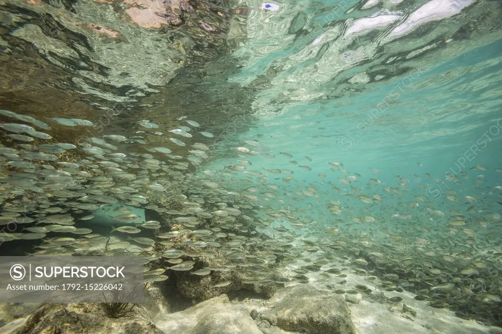 Philippines, Palawan, Taytay Bay, Pabellon Islands also known as Elephant Island, school of fishes in the crystal water