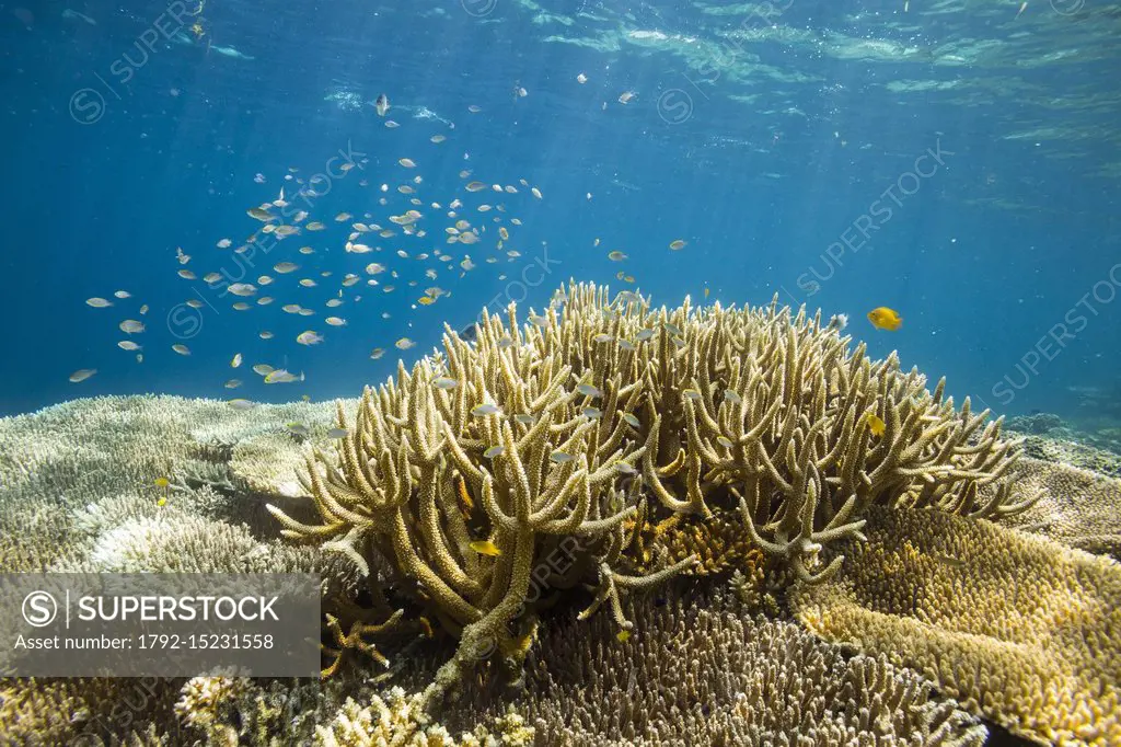 Philippines, Palawan, Taytay Bay, Nabat Island, coral reef