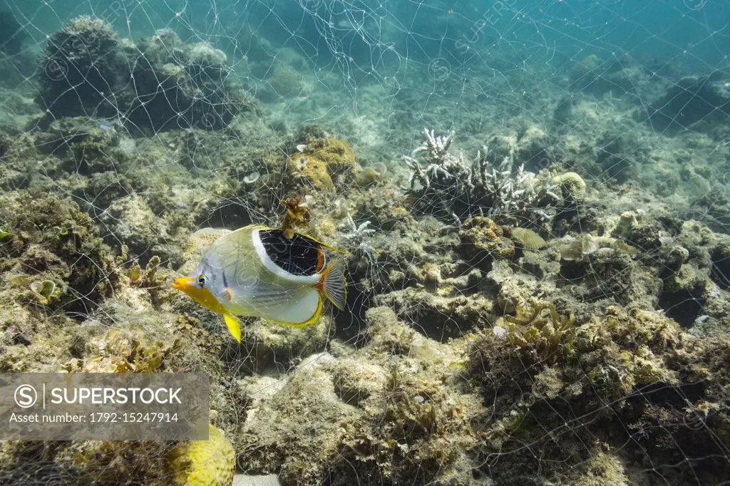 Philippines, Palawan, Dumaran Island, reef fish catched in fishnet