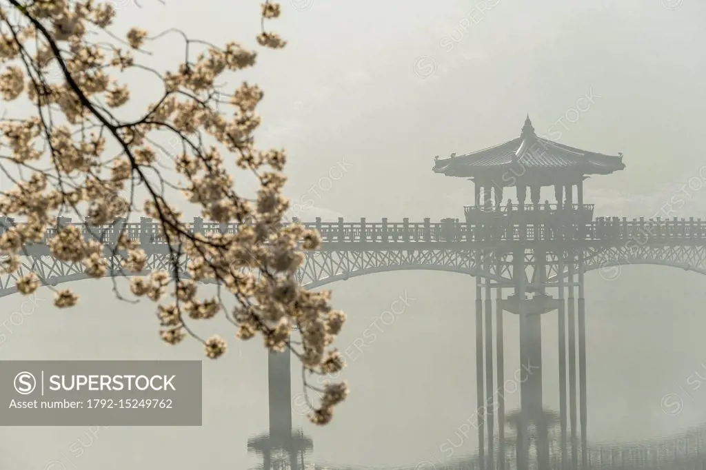 South Korea, North Gyeongsang province, Andong, Wolyeonggyo pedestrian wooden bridge over Nakdong river at sunrise and cherry blossoms