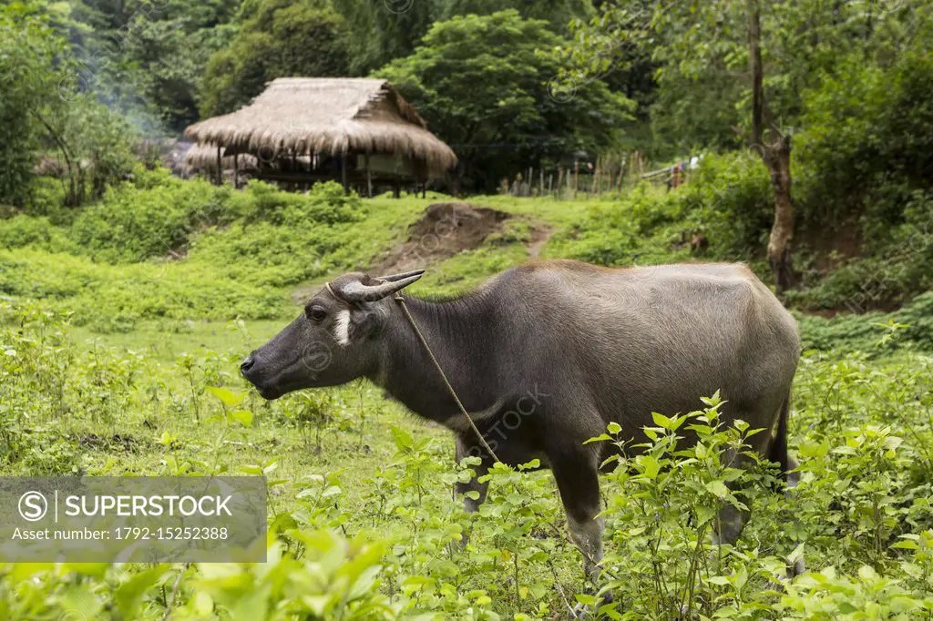 Philippines, Mindoro Island, Occidental Mindoro, Municipality of Sablayan, water buffalo or kalabaw in Pandurucan village