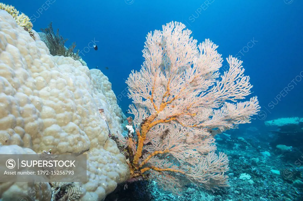 Philippines, Palawan, Aborlan, East Coast, Malanao Island, 7 lines reef protected area, gorgonian