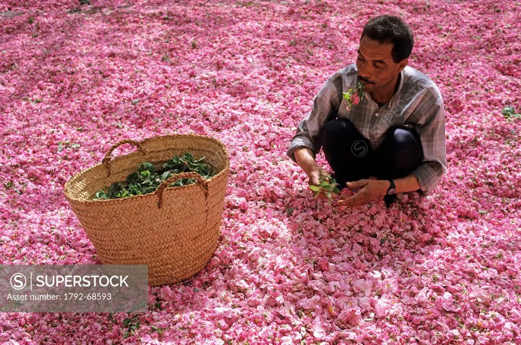 Morocco, High Atlas mountains, ´Rose Valley´ is where most of the roses are produced for the perfume industry in the french town of Grasse