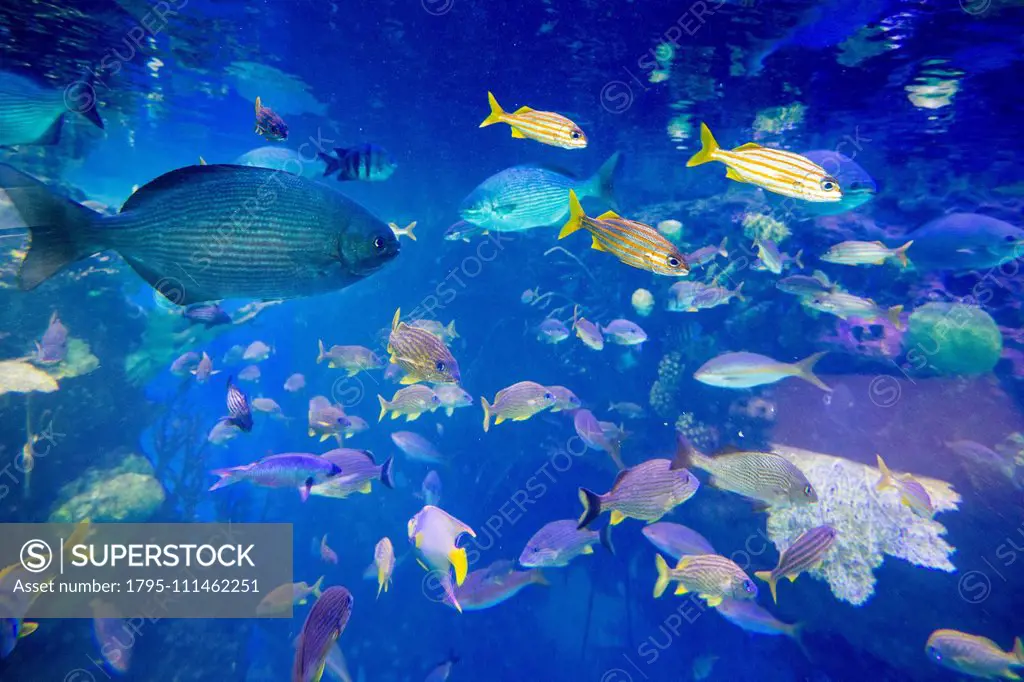 School of fish underwater