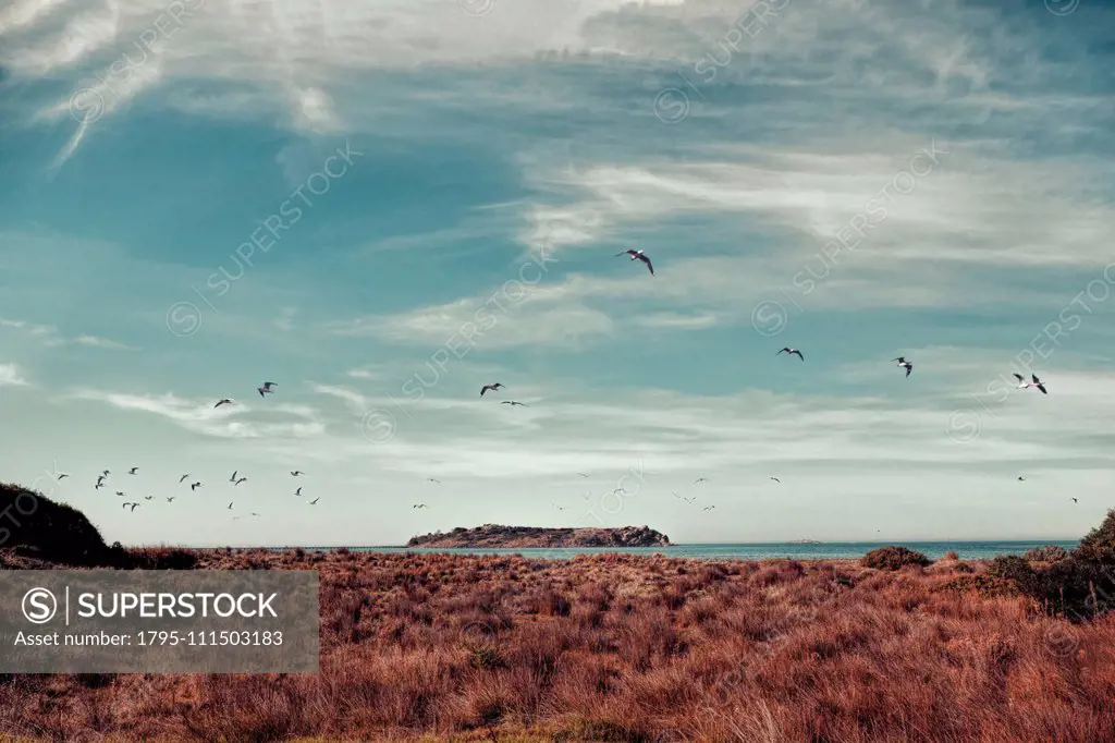 Birds flying over tussocks by Victor Harbor, South Australia, Australia