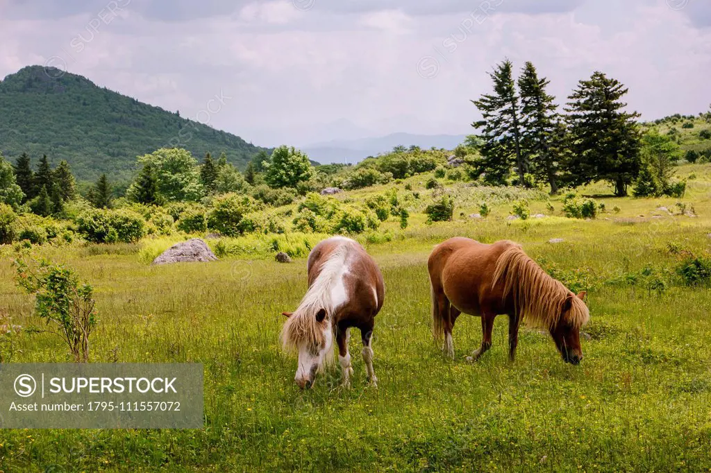 Wild ponies grazing in Mount Rogers National Recreation Area, USA