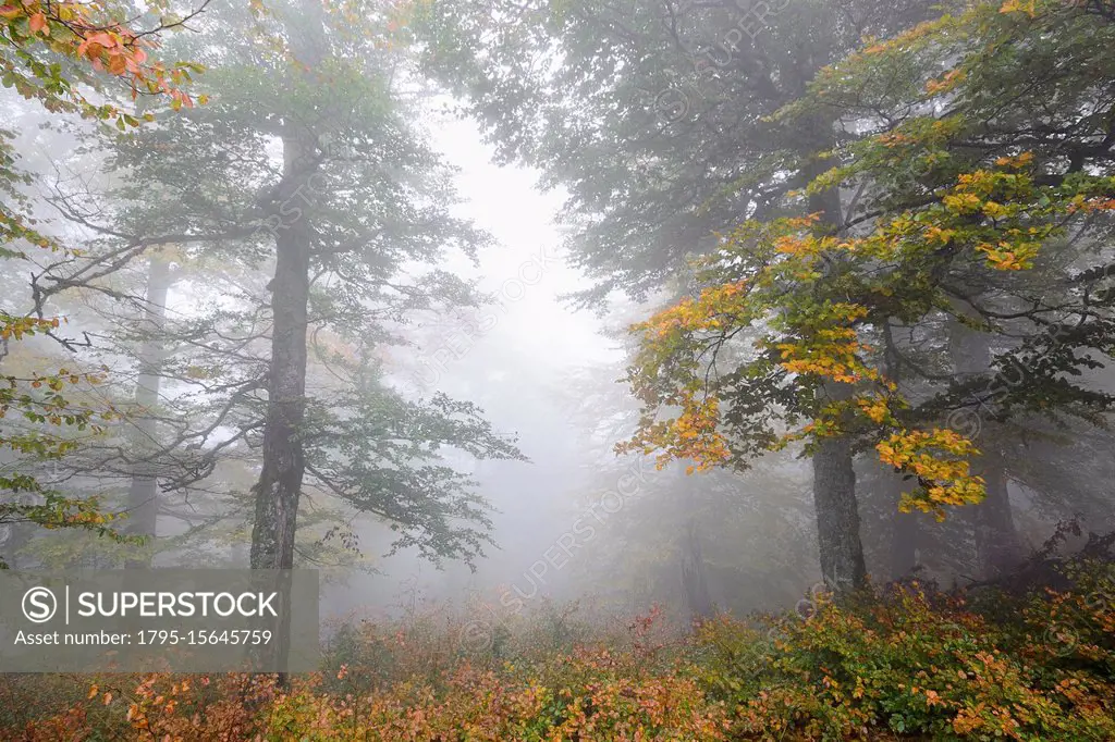 Ukraine, Zakarpattia region, Carpathians, Borzhava, Hillside mountain Munchel, Autumn woods in morning fog