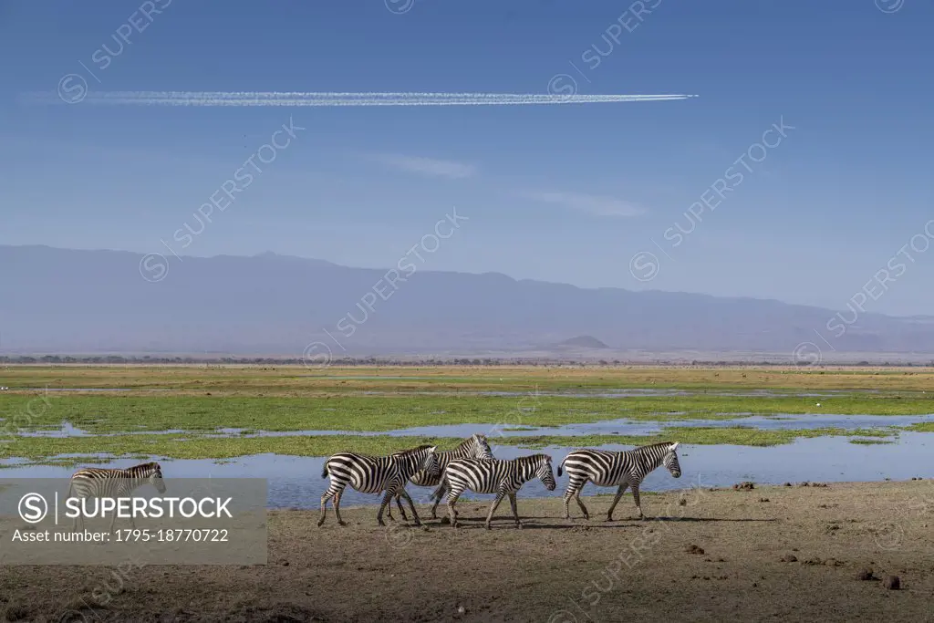 Africa, Kenya, Amboseli National Park, Zebras walking by pond