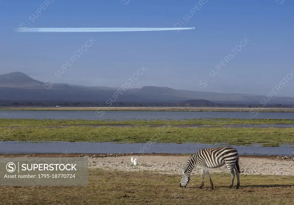 Africa, Kenya, Amboseli National Park, Zebra grazing by pond