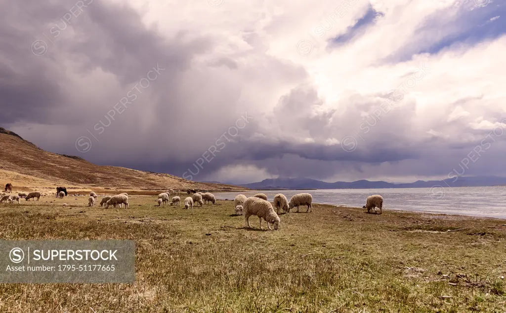 Peru, Sillustani, Sheep grazing in arid landscape