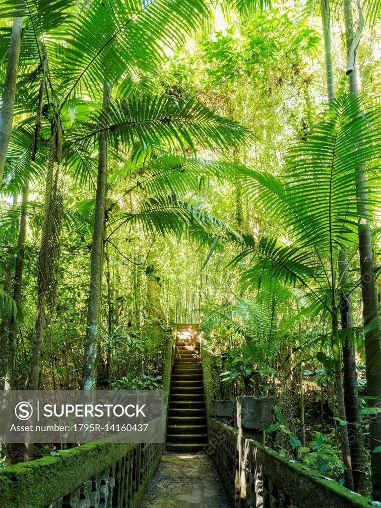 Australia, Queensland, Steps in rainforest