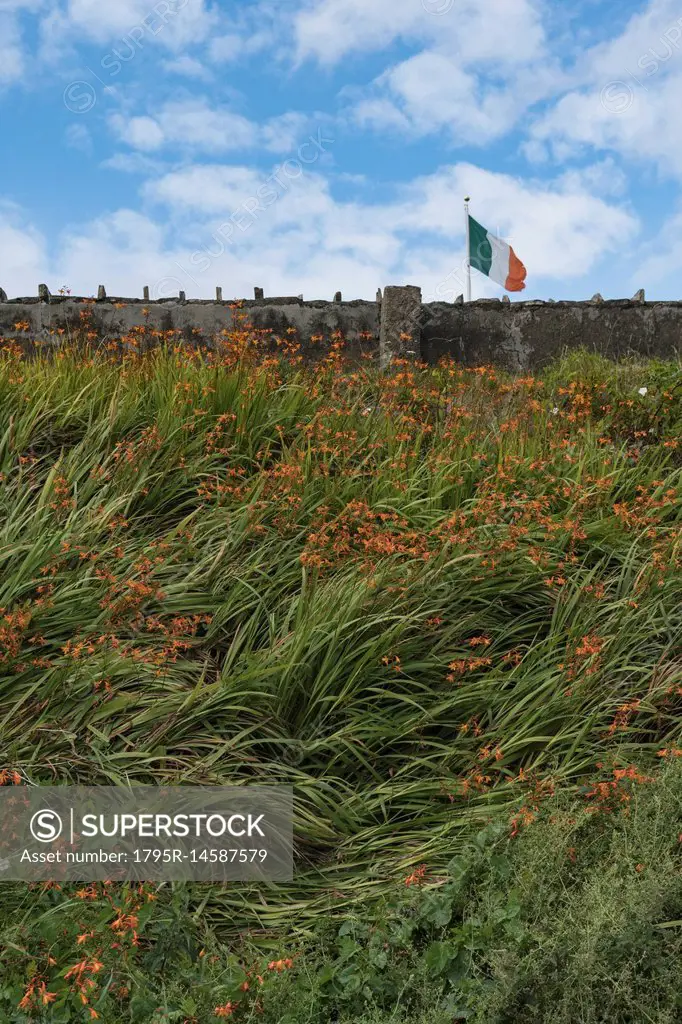 Ireland, Donegal County, Dungloe, Flag of Ireland by stone wall