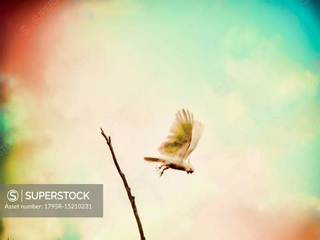 Cockatoo flying by branch