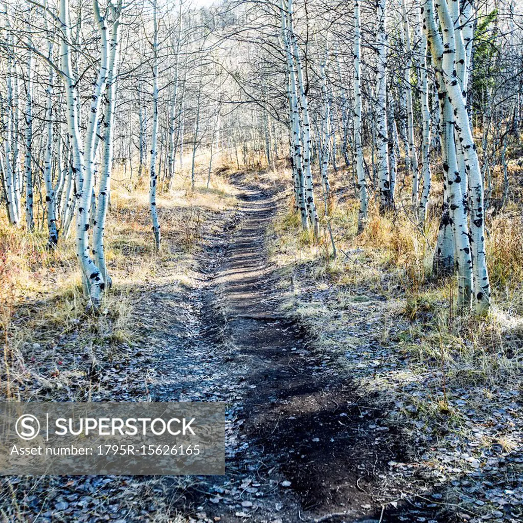 Path through aspen forest