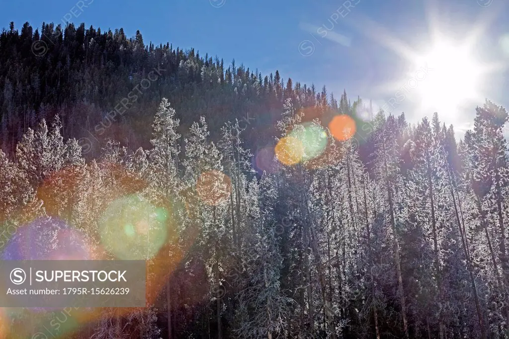 Sunshine over forest in Stanley, Idaho