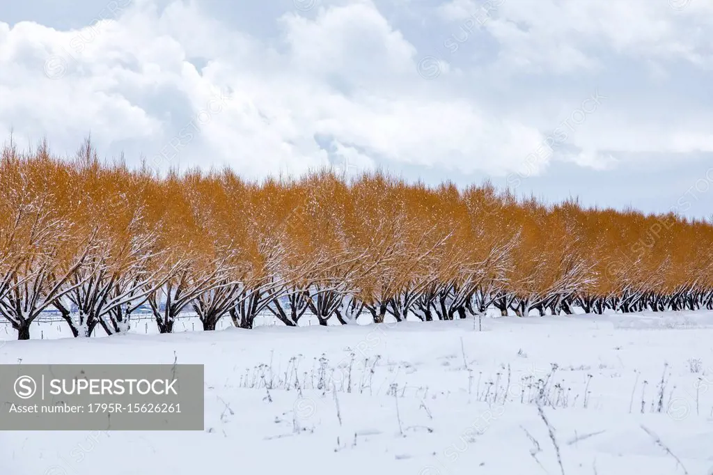 Row of trees with brown leaves in winter