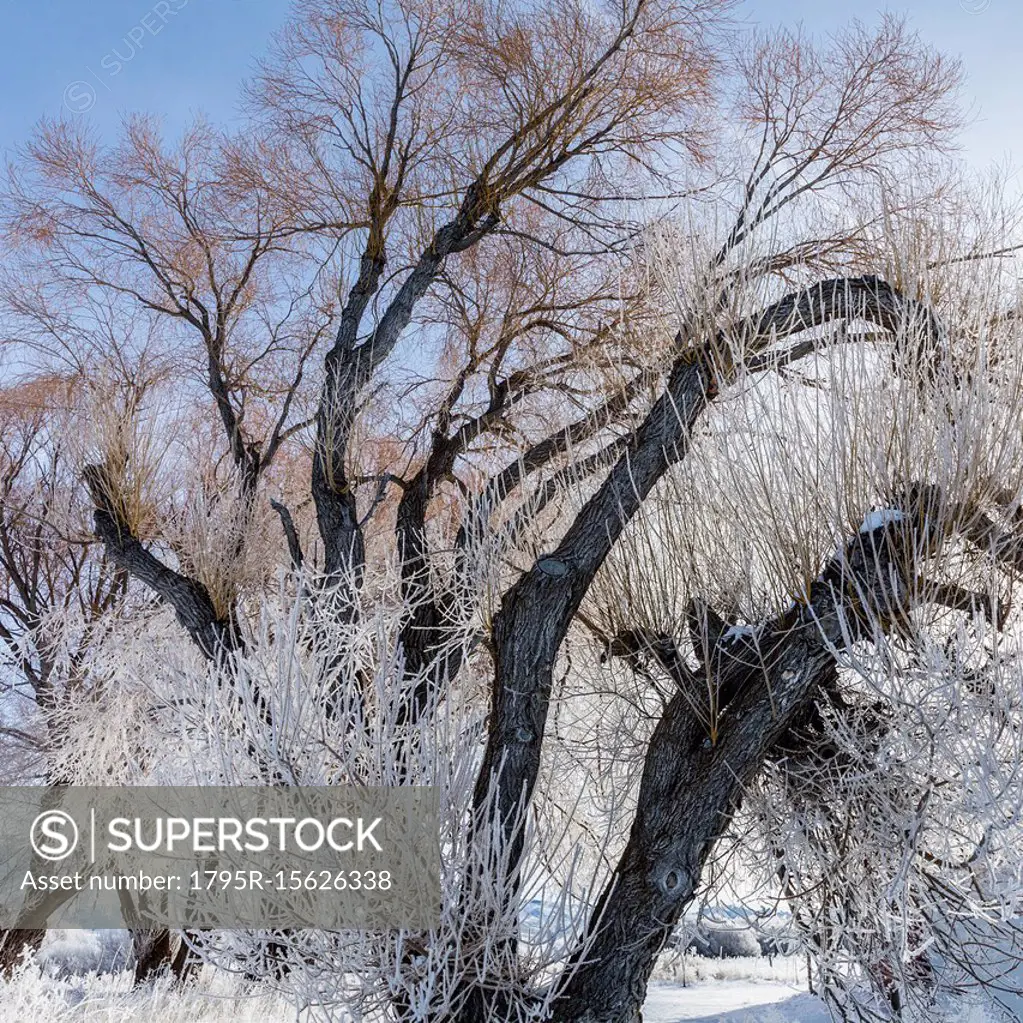 Tree during winter