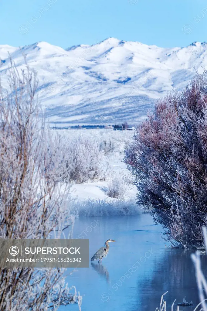 Heron during winter in Bellevue, Idaho