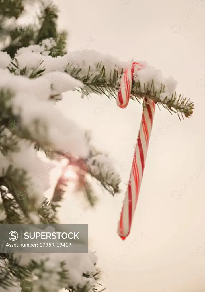 Candy cane in snow covered tree