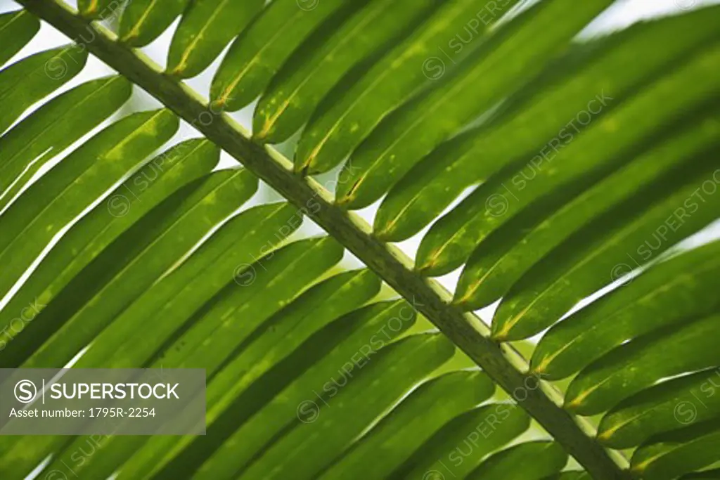 Closeup of fronds