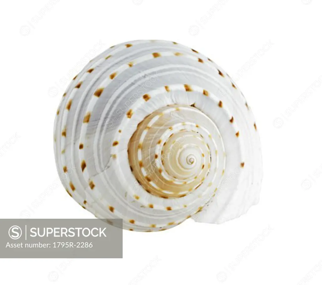 Spiral shell