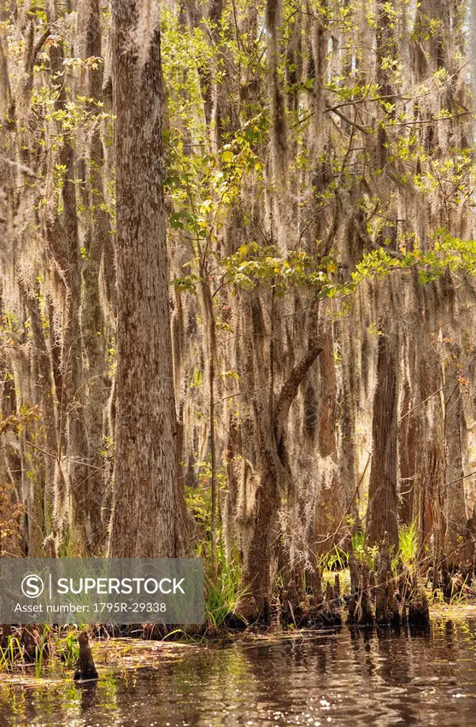 Honey Island Swamp in White Kitchen Nature Preserve