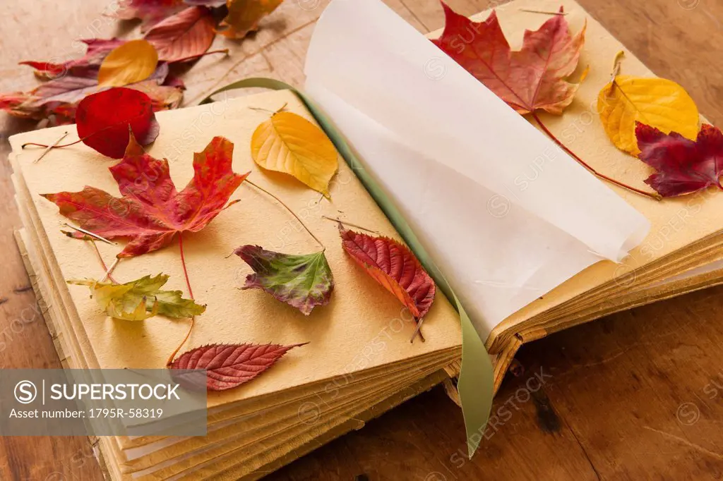 Autumn leaves on book, studio shot