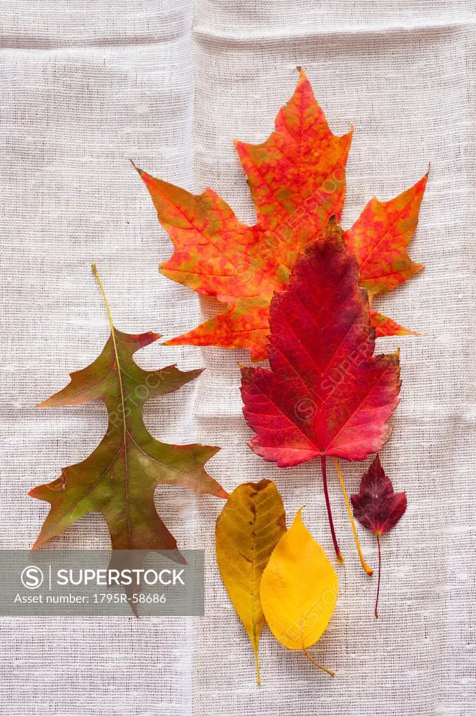 Studio shot of autumn leaves