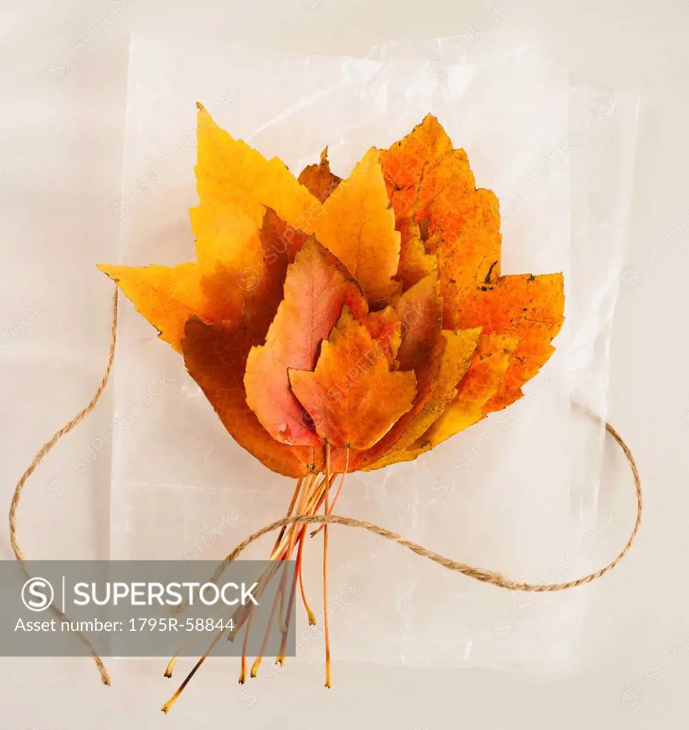 Bunch of autumn leaves on white background