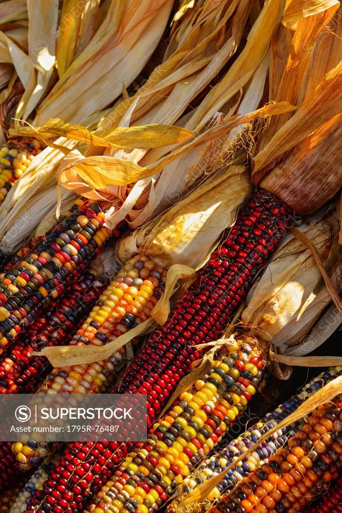 Seasonal indian corn