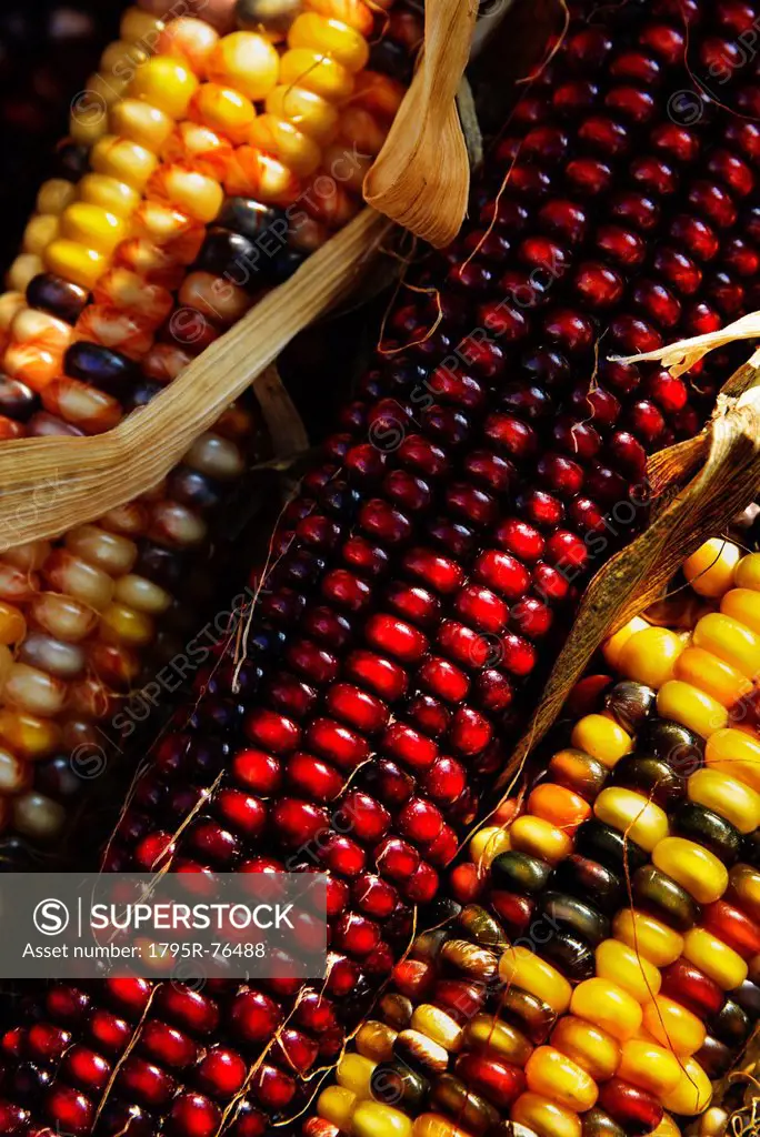 Seasonal indian corn