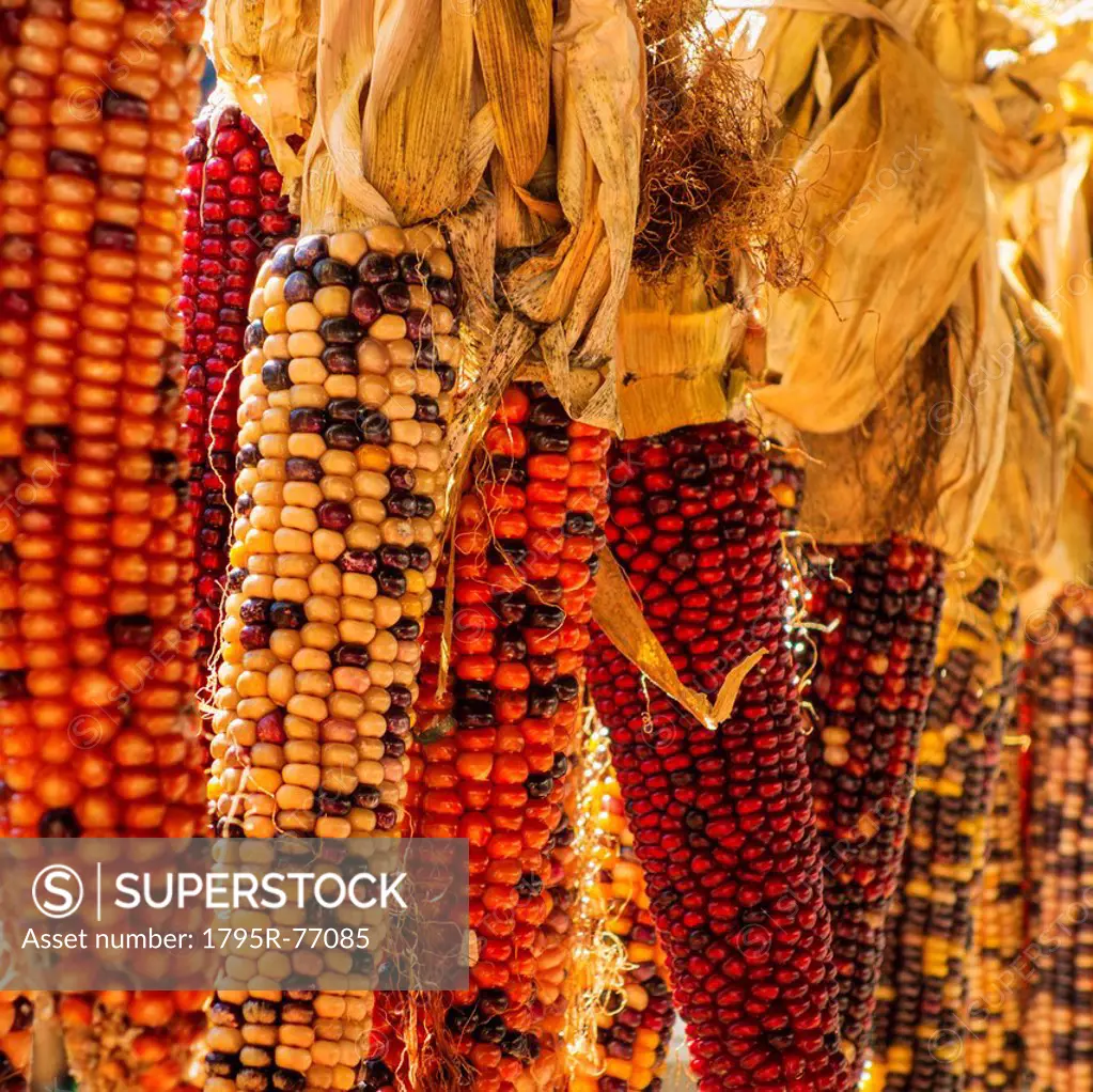 Seasonal indian corn