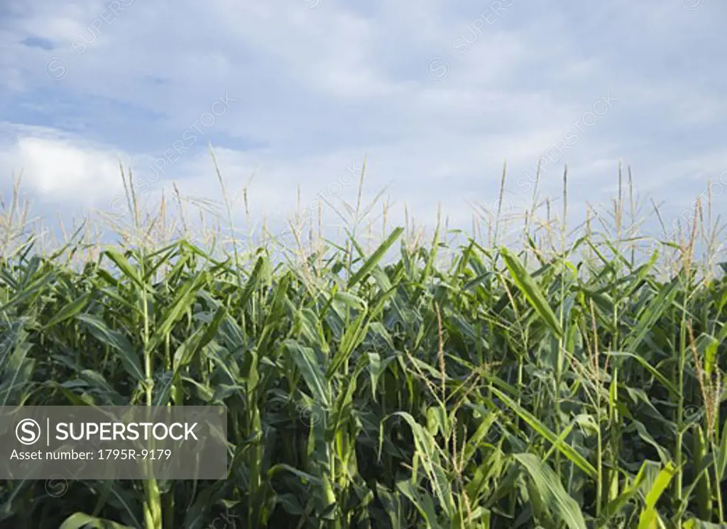 Cornfields in Minnesota USA