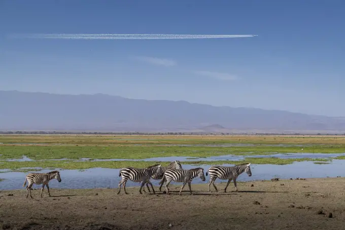 Africa, Kenya, Amboseli National Park, Zebras walking by pond