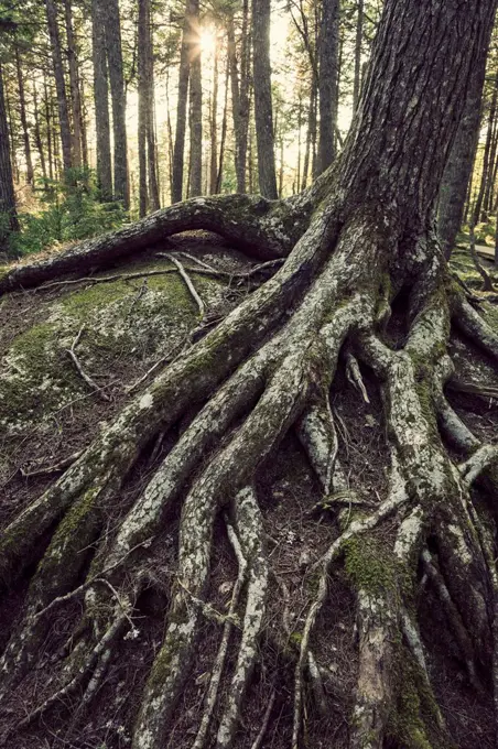 Moss on roots