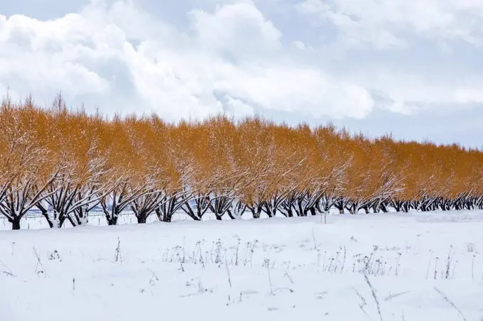 Row of trees with brown leaves in winter