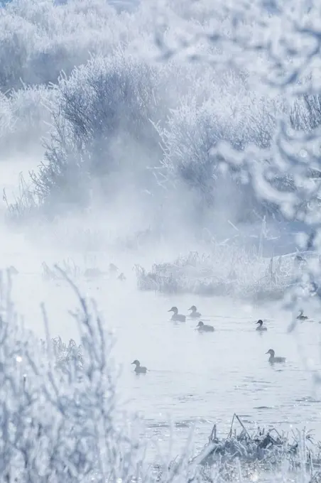 Coots during winter in Bellevue, Idaho