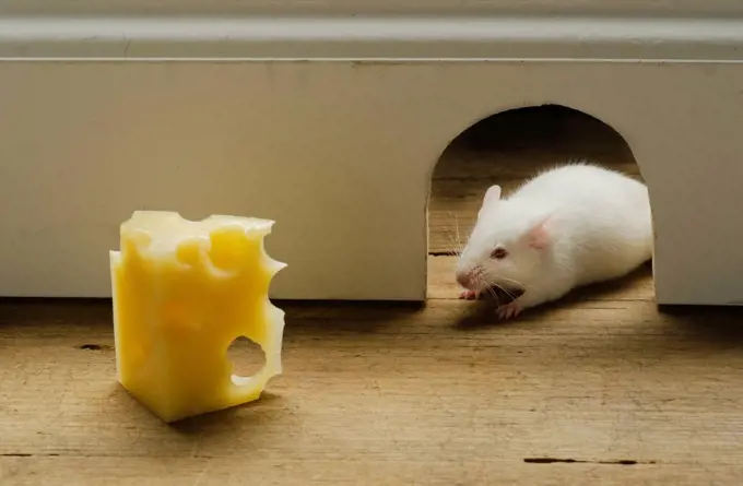 Slice of cheese in front of mouse hole, studio shot